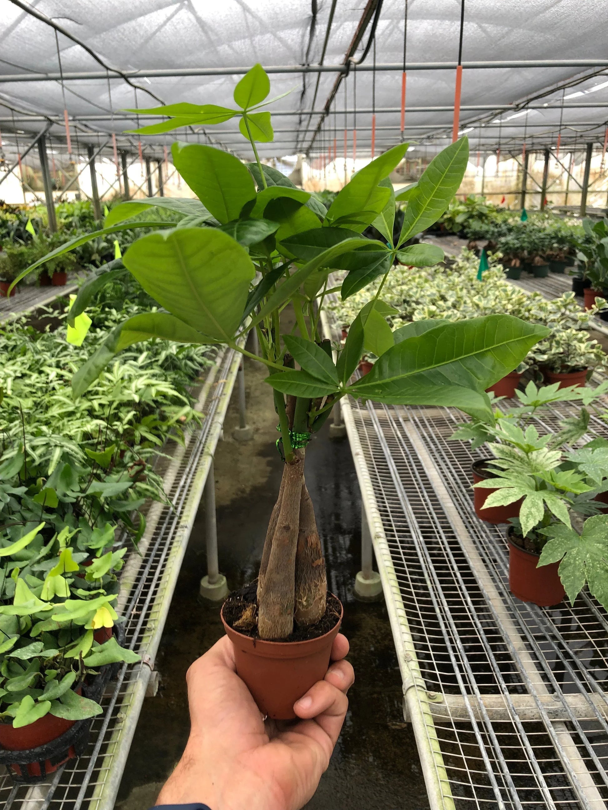 Rudy's Plants Money Tree Pachira Braid 3 inch pot