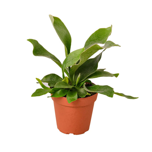 Rudy's Plants Staghorn Fern indoor houseplant with textured fork-shaped leaves