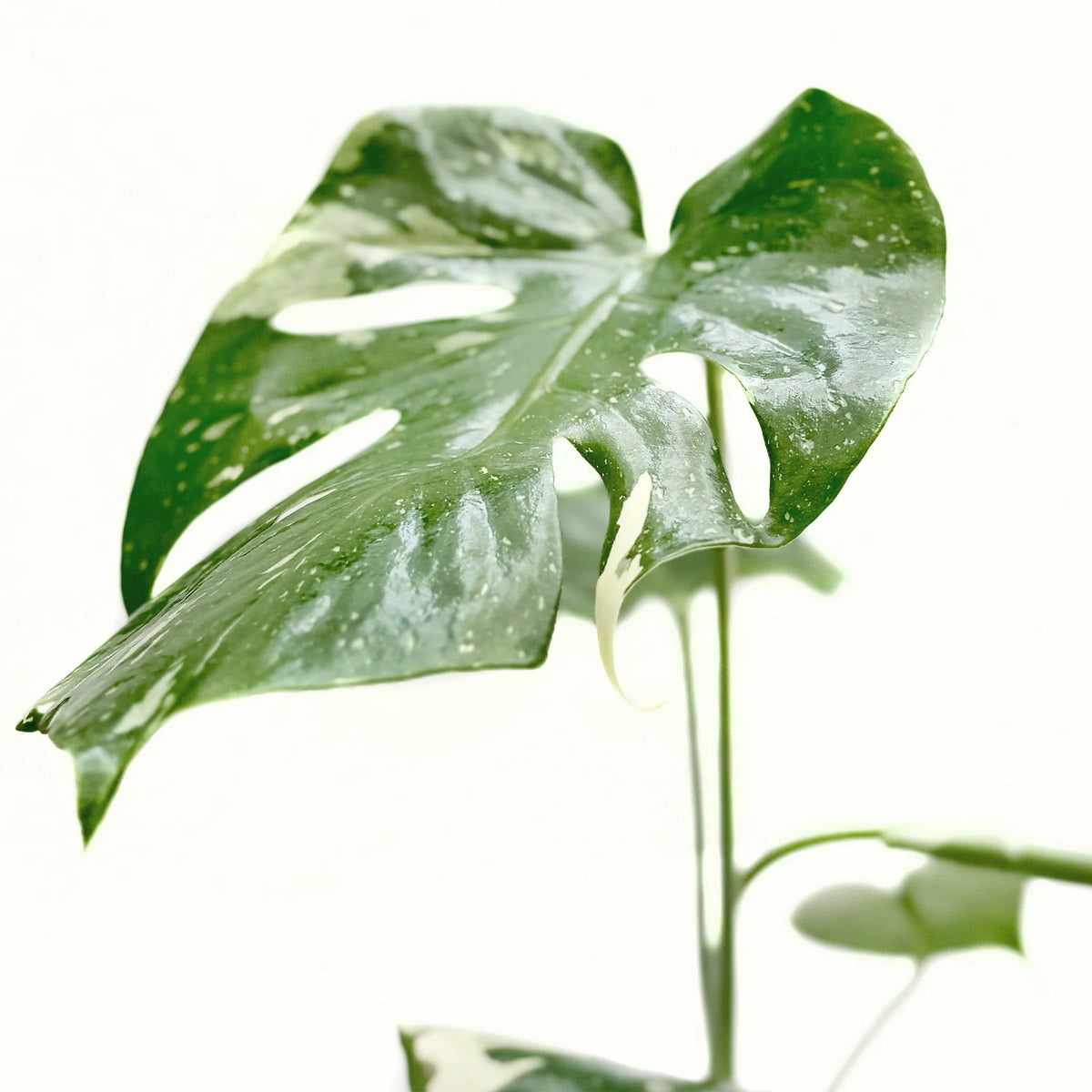 Monstera 'Thai Constellation' Houseplant detail 9