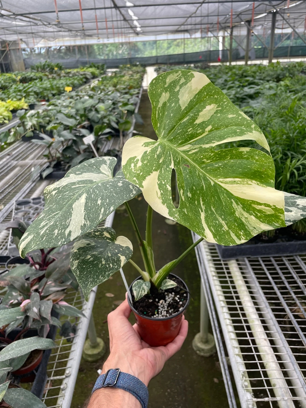 Monstera 'Thai Constellation' Houseplant detail 10