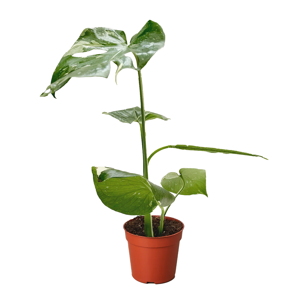 Monstera 'Thai Constellation' Houseplant detail 8