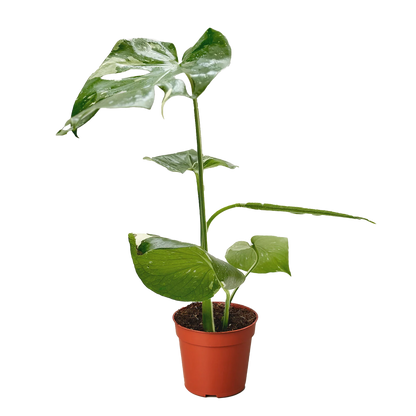 Monstera 'Thai Constellation' Houseplant detail 8