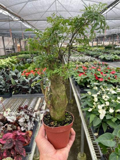Rudy's Plants Aralia Ming Stump – Indoor Evergreen Shrub with Rich Green Foliage