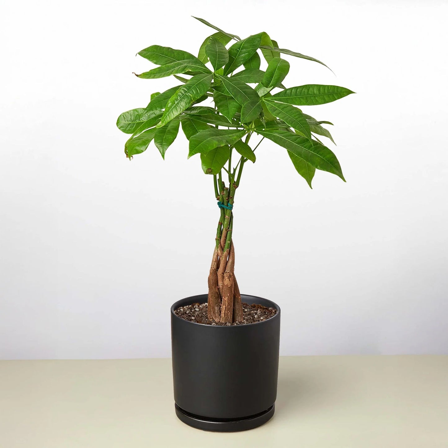 Rudy's Plants Money Tree 'Guiana Chestnut' Pachira Braid