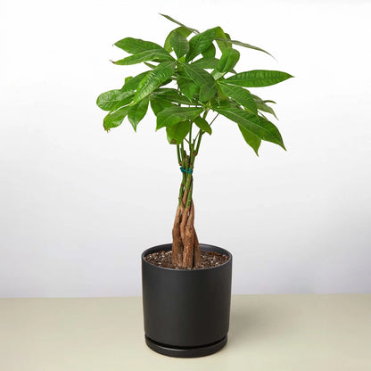 Rudy's Plants Money Tree 'Guiana Chestnut' Pachira Braid