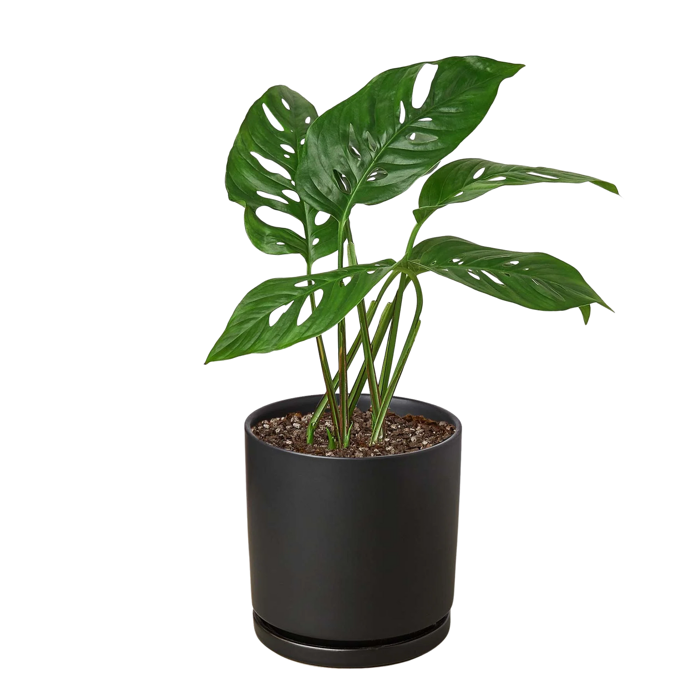 Rudy's Plants Monstera Adansonii 'Swiss Cheese' - Unique Swiss Cheese Vine
