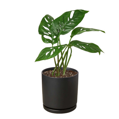 Rudy's Plants Monstera Adansonii 'Swiss Cheese' - Unique Swiss Cheese Vine
