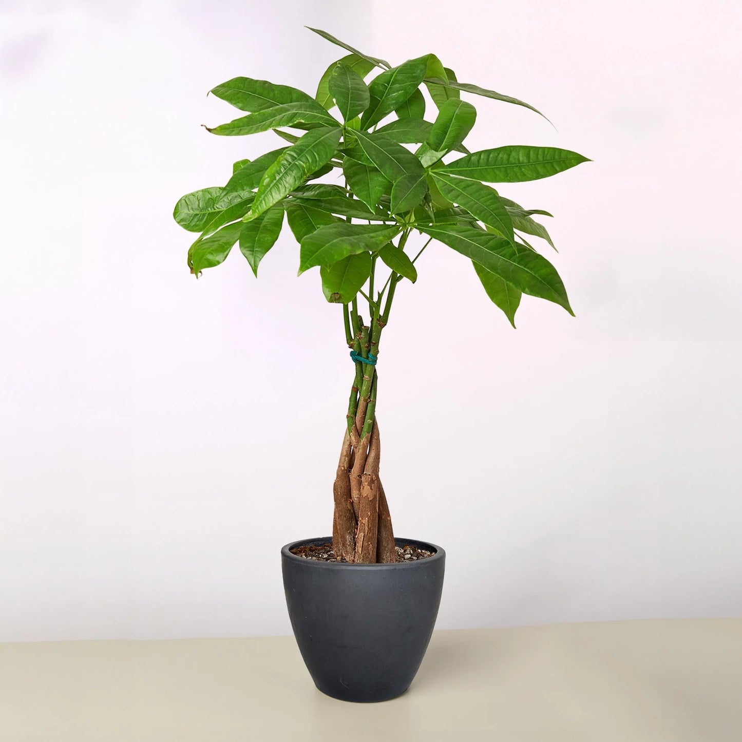 Rudy's Plants Money Tree 'Guiana Chestnut' Pachira Braid