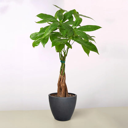 Rudy's Plants Money Tree 'Guiana Chestnut' Pachira Braid