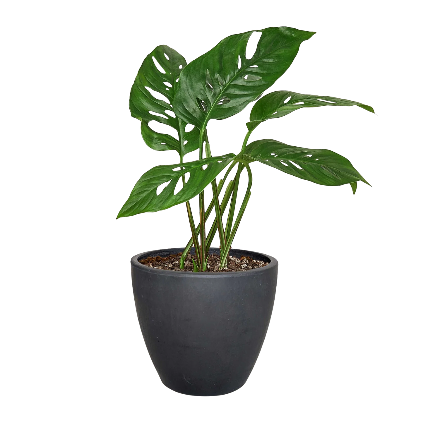 Rudy's Plants Monstera Adansonii 'Swiss Cheese' - Unique Swiss Cheese Vine