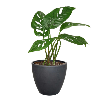 Rudy's Plants Monstera Adansonii 'Swiss Cheese' - Unique Swiss Cheese Vine