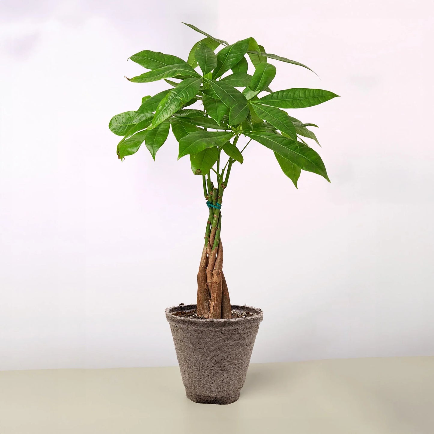 Rudy's Plants Money Tree 'Guiana Chestnut' Pachira Braid