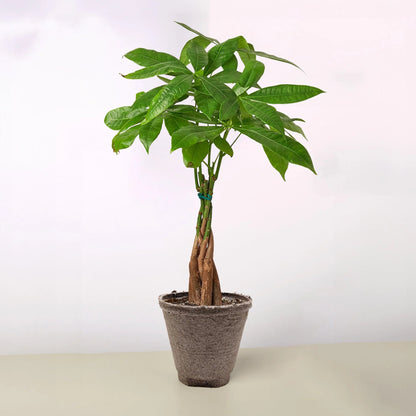 Rudy's Plants Money Tree 'Guiana Chestnut' Pachira Braid