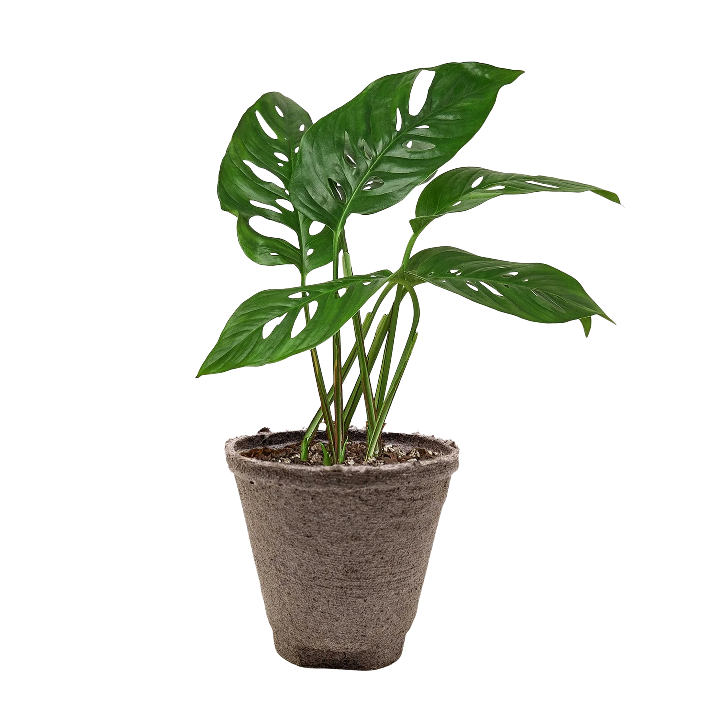 Rudy's Plants Monstera Adansonii 'Swiss Cheese' - Unique Swiss Cheese Vine