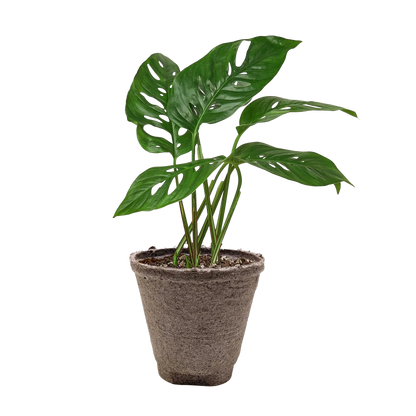 Rudy's Plants Monstera Adansonii 'Swiss Cheese' - Unique Swiss Cheese Vine