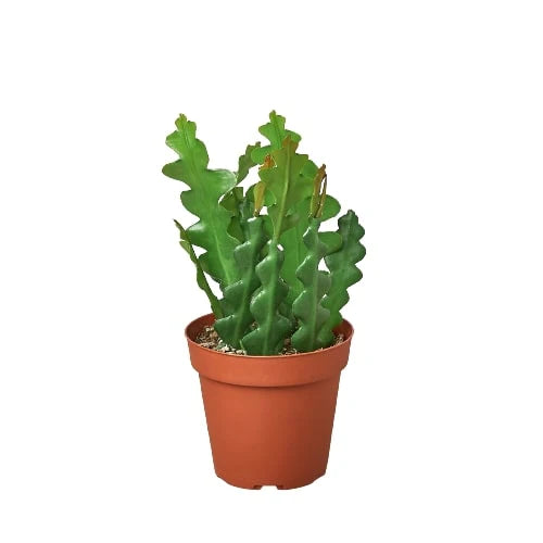 Rudy's Plants Epiphyllum 'Ric Rac' Cactus – Zig Zag Fishbone Succulent