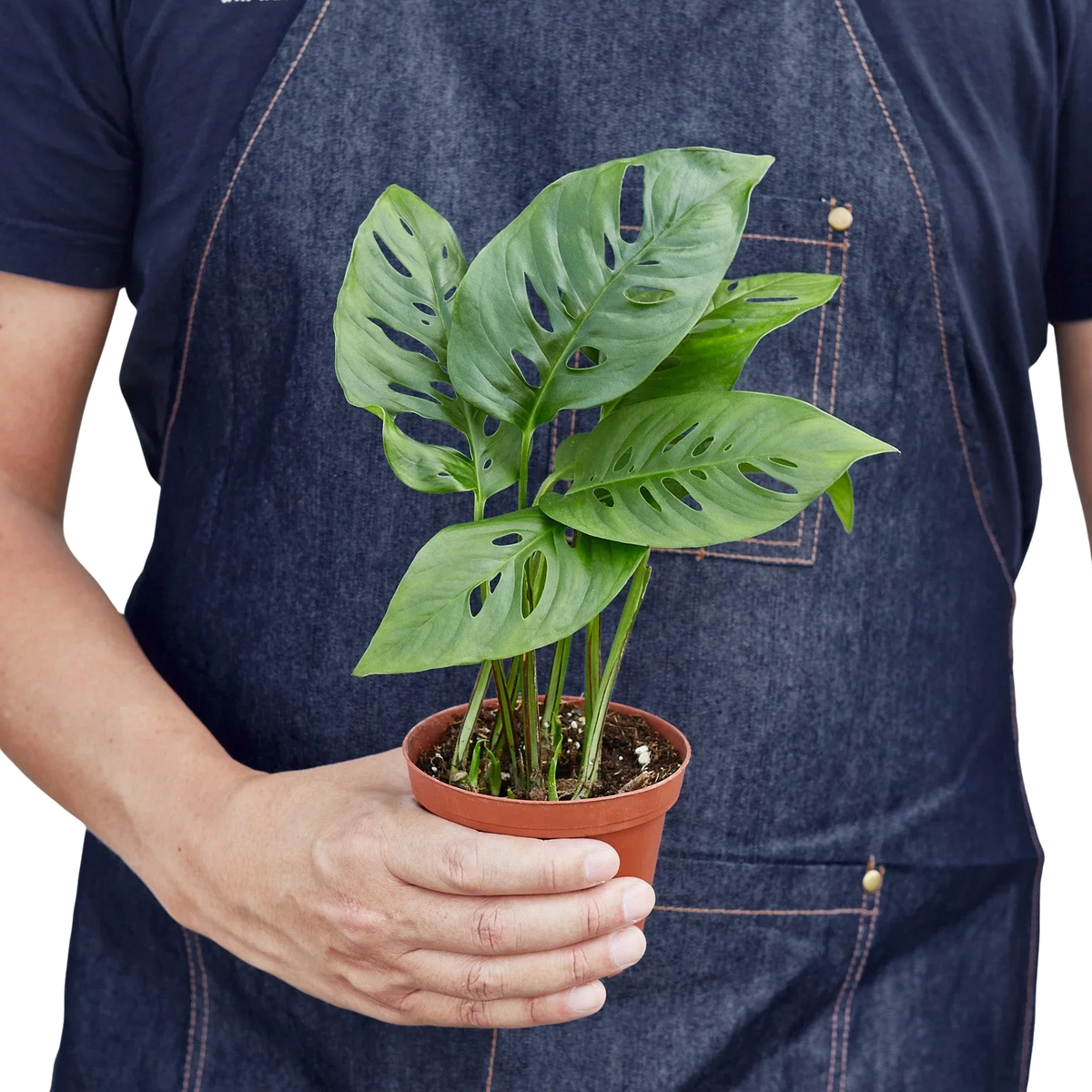 Rudy's Plants Monstera Adansonii Swiss Cheese vine 4 inch pot