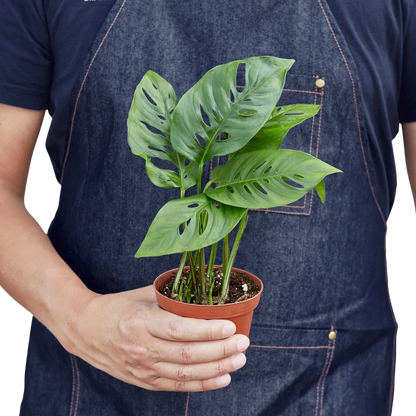 Rudy's Plants Monstera Adansonii Swiss Cheese vine 4 inch pot