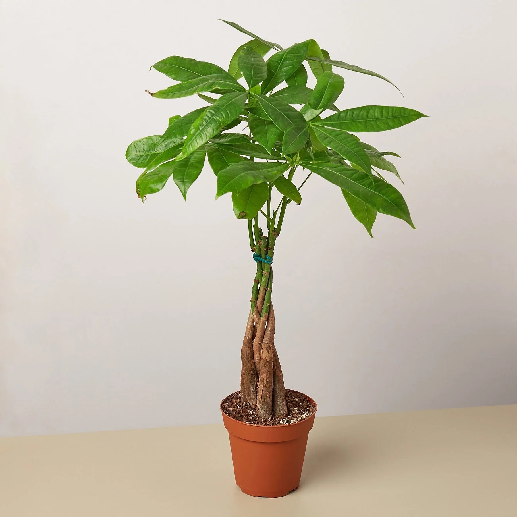 Rudy's Plants Money Tree Guiana Chestnut Pachira Braid