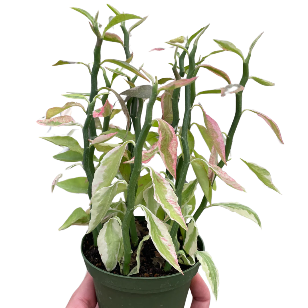 Rudy's Plants Variegated Devil's Backbone Euphorbia zig-zag succulent houseplant