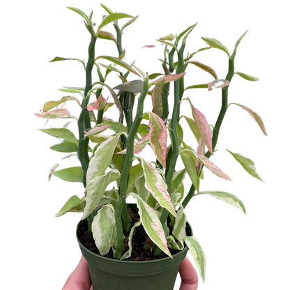 Rudy's Plants Variegated Devil's Backbone Euphorbia zig-zag succulent houseplant