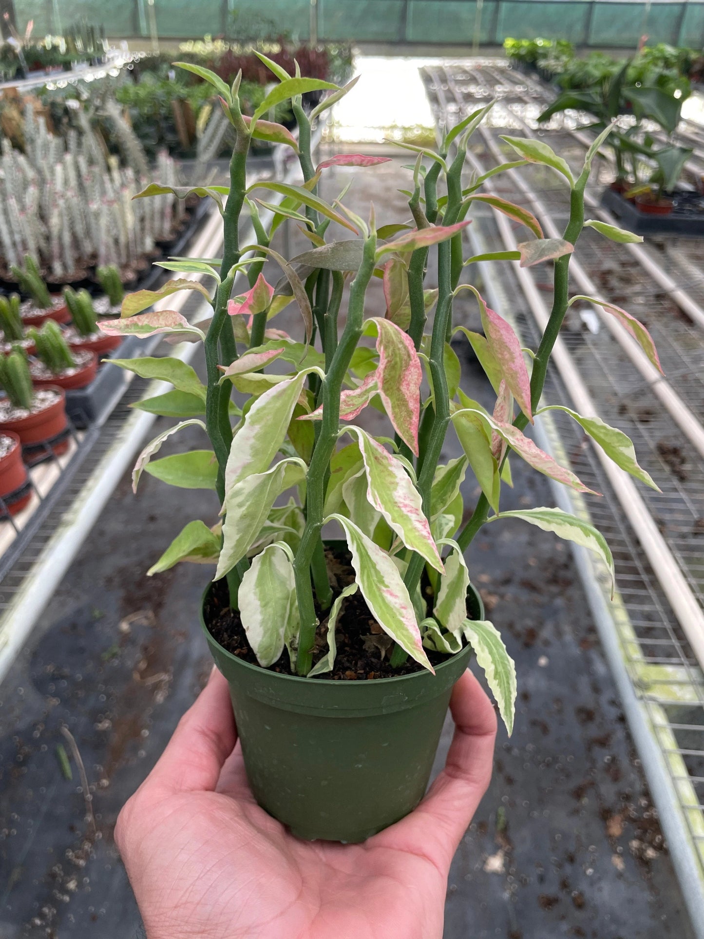 Rudy's Plants Variegated Devil's Backbone Euphorbia – Zig-Zag Succulent Houseplant