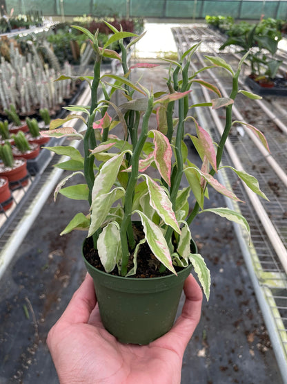 Rudy's Plants Variegated Devil's Backbone Euphorbia - Unique Zigzag Succulent Houseplant