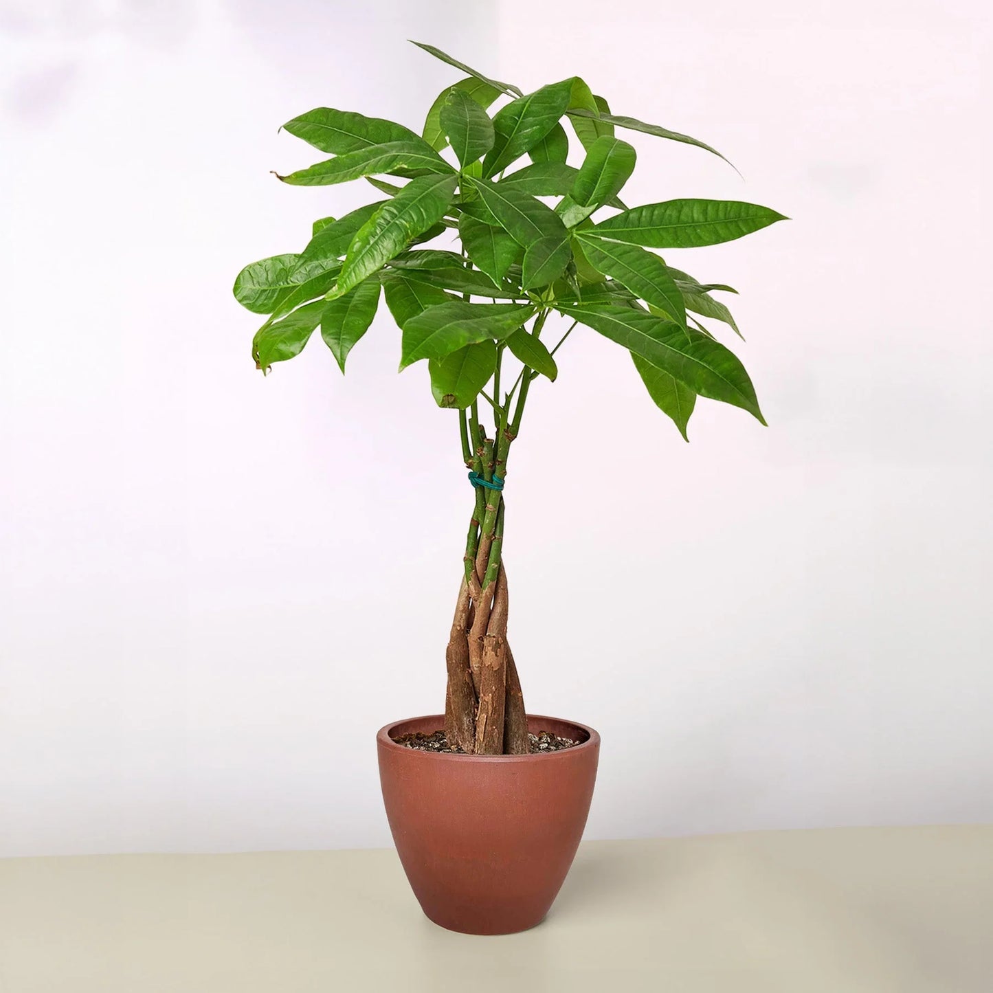 Rudy's Plants Money Tree 'Guiana Chestnut' Pachira Braid