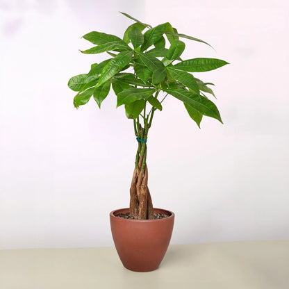 Rudy's Plants Money Tree 'Guiana Chestnut' Pachira Braid