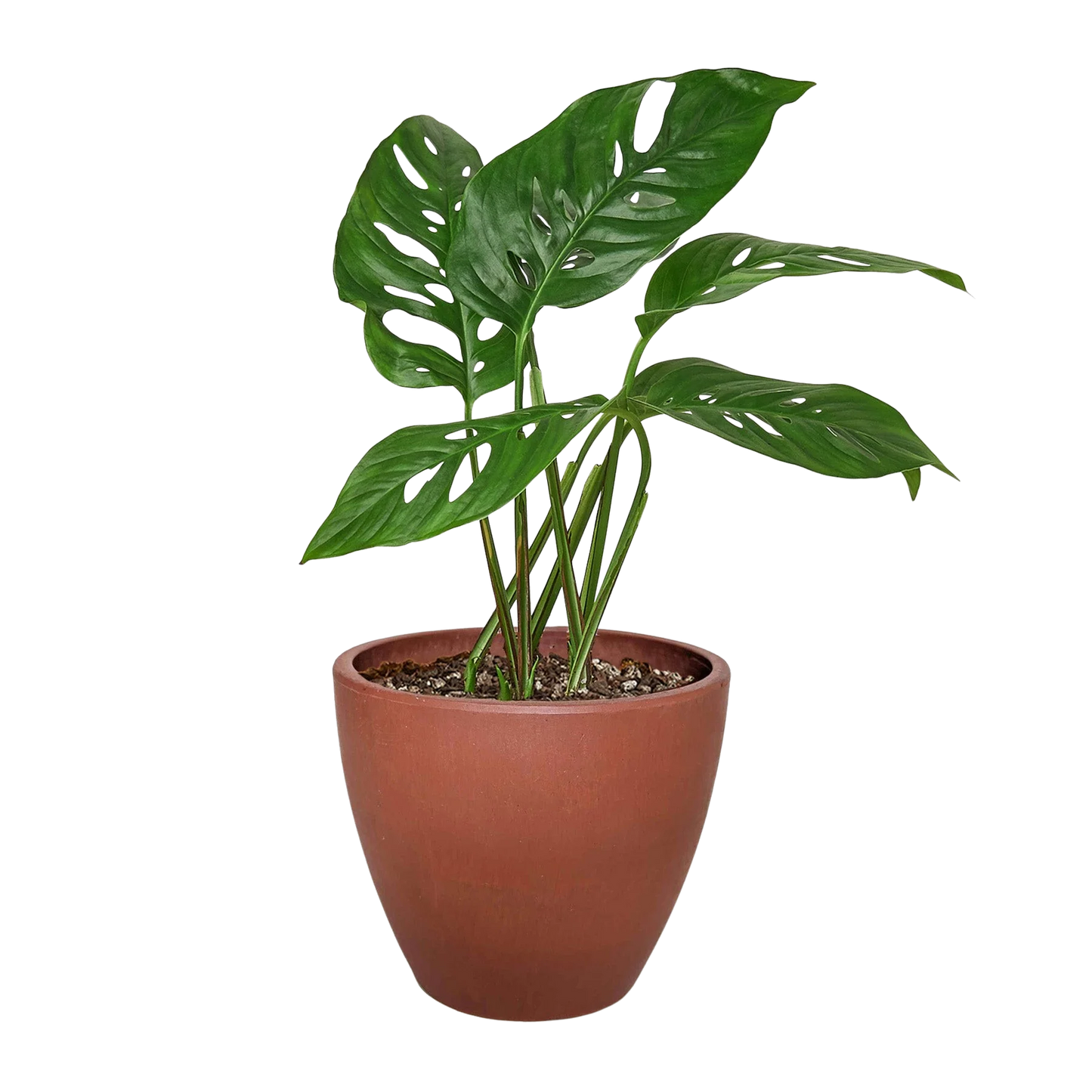 Rudy's Plants Monstera Adansonii 'Swiss Cheese' - Swiss cheese vine houseplant with heart-shaped leaves.