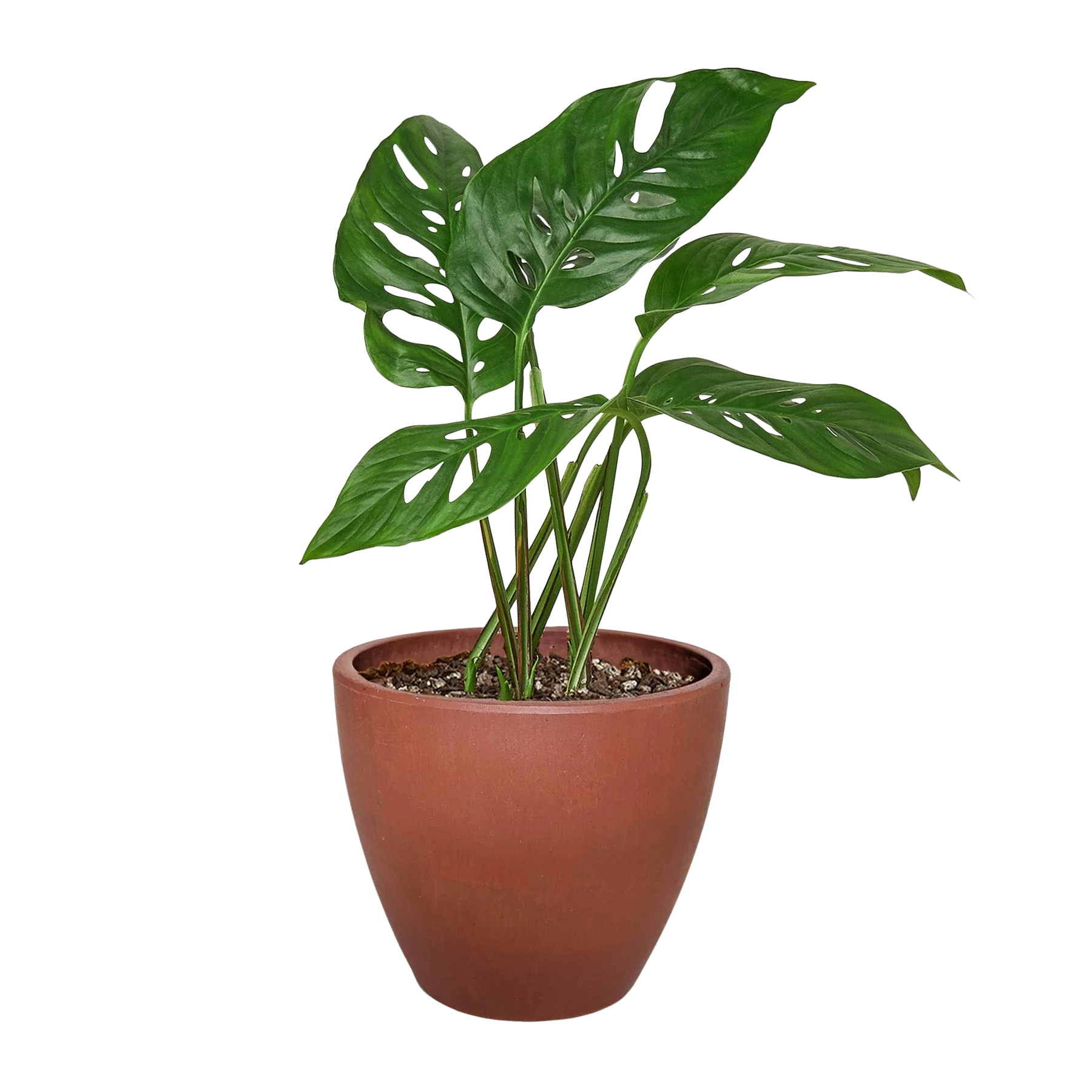 Rudy's Plants Monstera Adansonii 'Swiss Cheese' - Swiss cheese vine houseplant with heart-shaped leaves.
