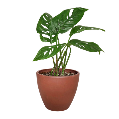 Rudy's Plants Monstera Adansonii 'Swiss Cheese' - Swiss cheese vine houseplant with heart-shaped leaves.