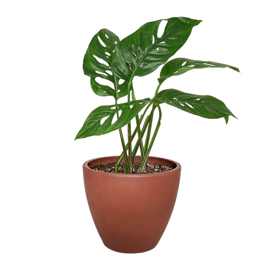 Rudy's Plants Monstera Adansonii 'Swiss Cheese' - Swiss cheese vine houseplant with heart-shaped leaves.