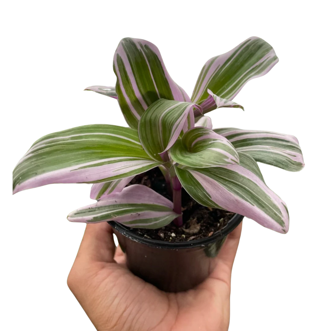 Rudy's Plants Tradescantia 'Nanouk' – Purple-Green Variegated Trailing Houseplant