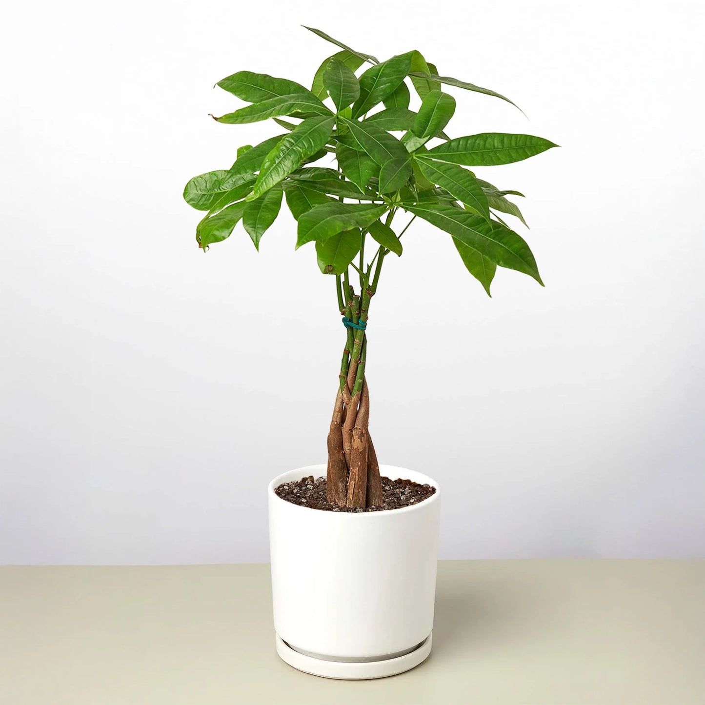 Rudy's Plants Money Tree 'Guiana Chestnut' Pachira Braid