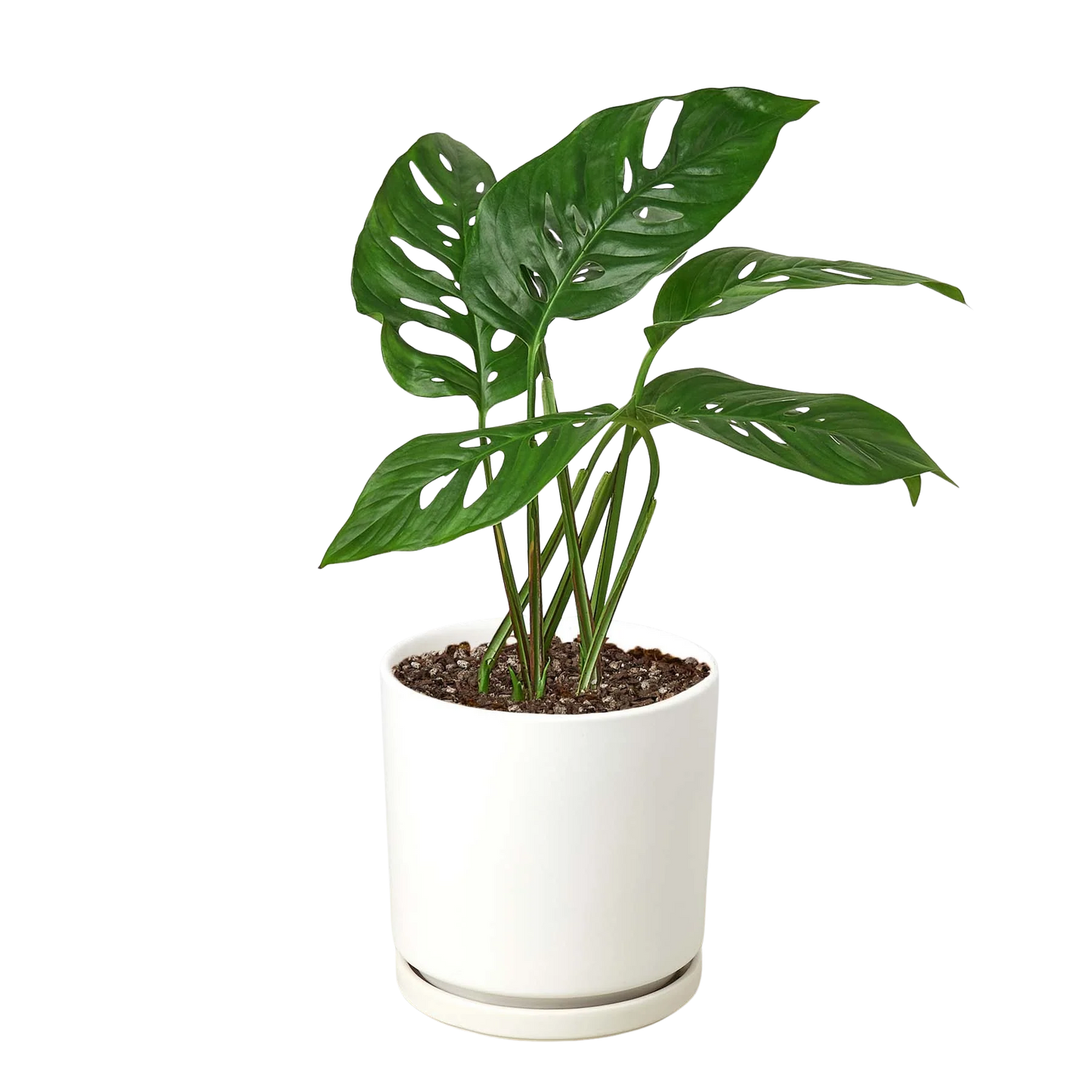 Rudy's Plants Monstera Adansonii 'Swiss Cheese' - Unique Swiss Cheese Vine
