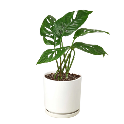 Rudy's Plants Monstera Adansonii 'Swiss Cheese' - Unique Swiss Cheese Vine