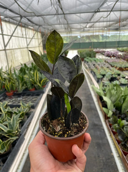 Rudy's Plants ZZ Zamioculcas 'Black Queen' - Dark Glossy Houseplant