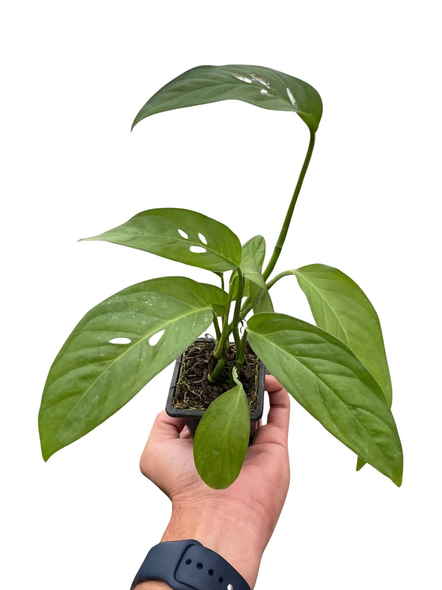 Rudy's Plants Monstera Adansonii 'Swiss Cheese' - Unique Swiss Cheese Vine