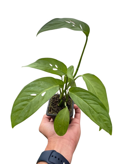 Rudy's Plants Monstera Adansonii 'Swiss Cheese' - Unique Swiss Cheese Vine