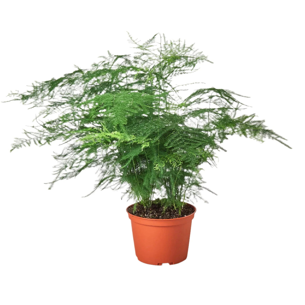 Fern Asparagus 'Plumosa' Houseplant detail 2