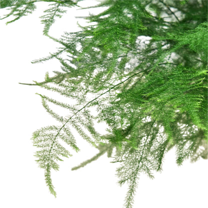 Fern Asparagus 'Plumosa' Houseplant detail 3