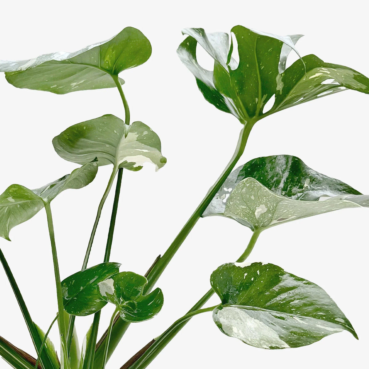 Monstera 'Thai Constellation' Houseplant detail 12