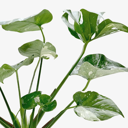 Monstera 'Thai Constellation' Houseplant detail 12