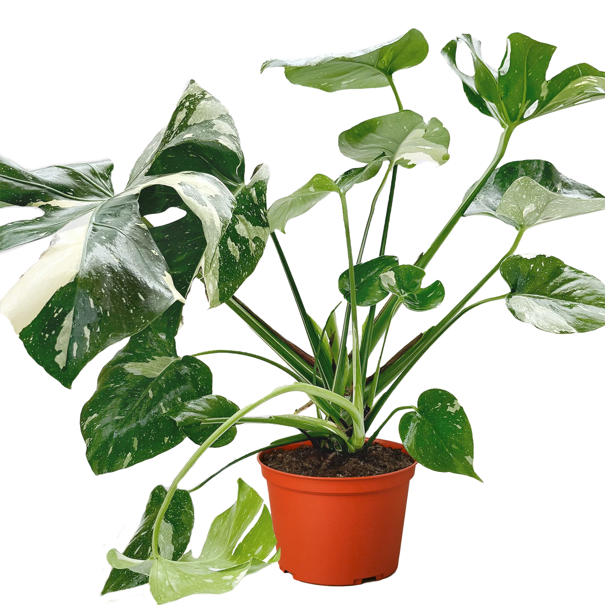 Monstera 'Thai Constellation' Houseplant detail 11