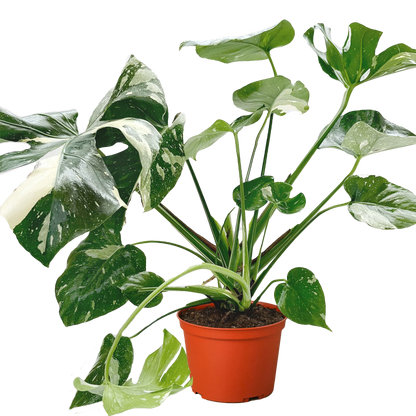 Monstera 'Thai Constellation' Houseplant detail 11