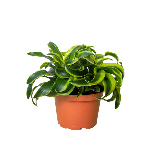 Rudy's Plants Dracaena 'Tornado' with dark green spiral leaves and bright yellow-green edges
