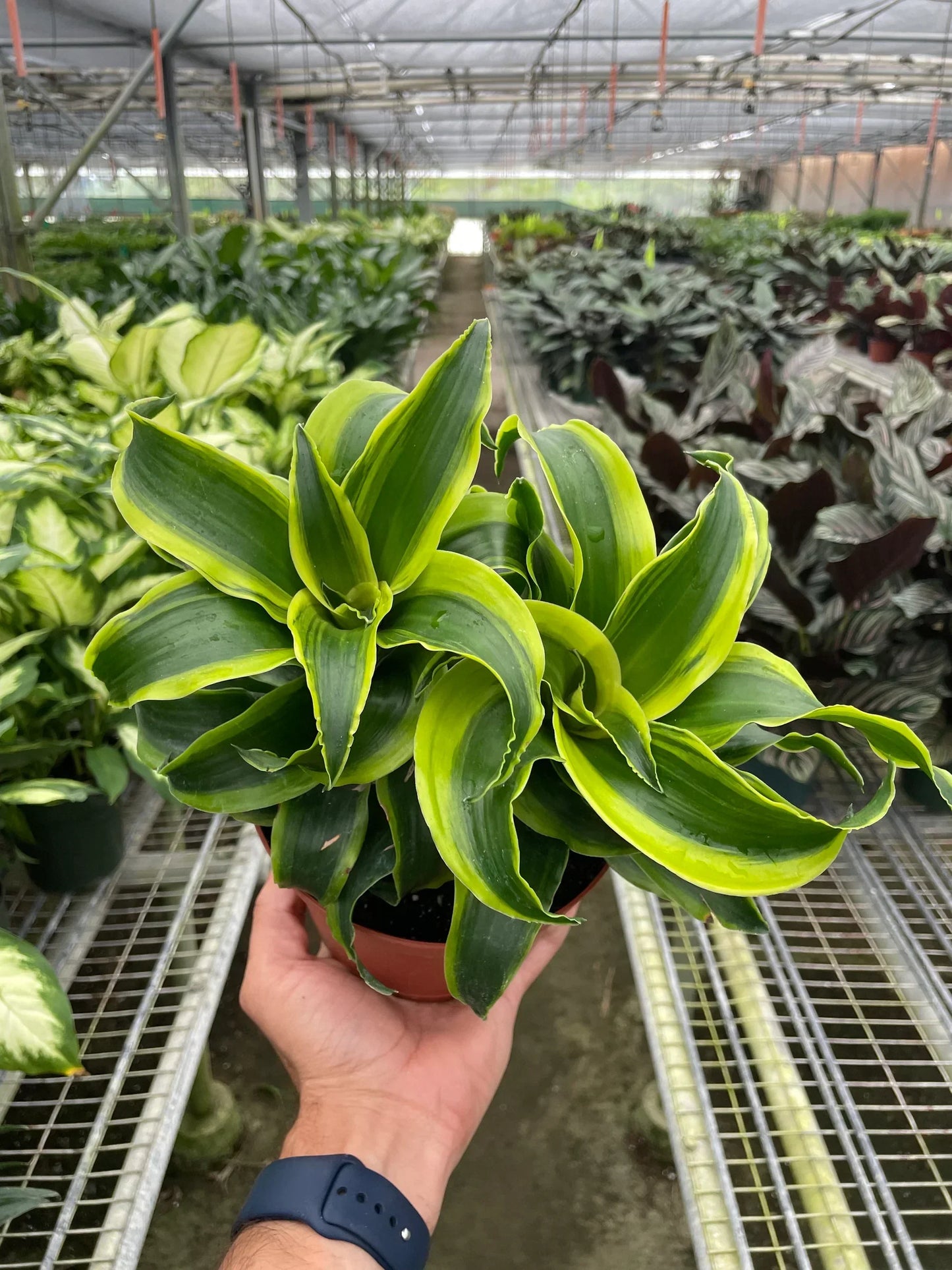Rudy's Plants Dracaena 'Tornado' - Spiral Variegated Houseplant