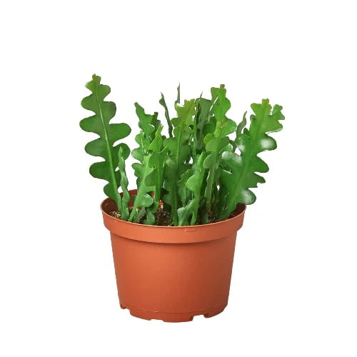Rudy's Plants Epiphyllum 'Ric Rac' cactus with zigzag green stems