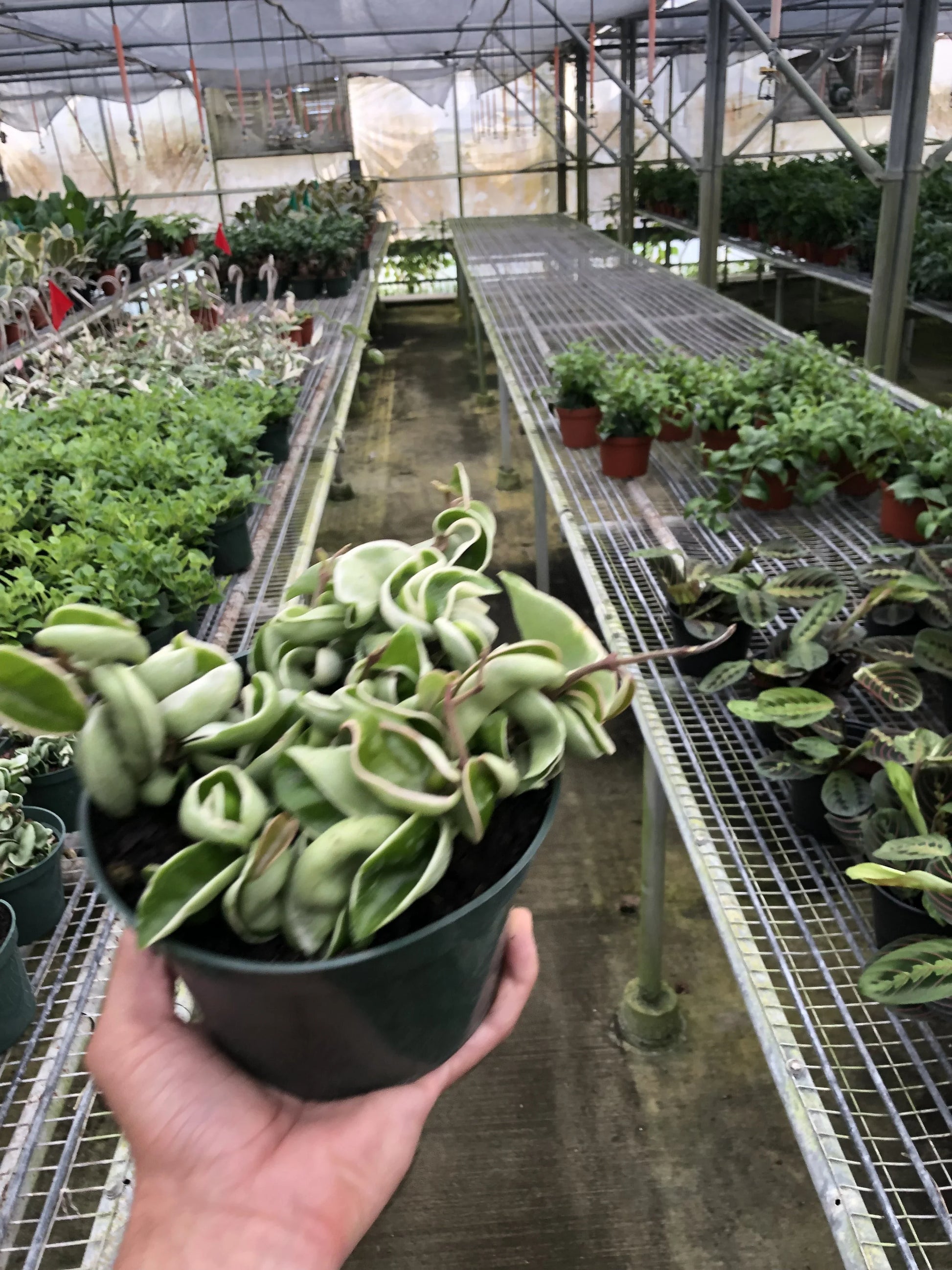 Rudy's Plants Variegated Hoya Rope Plant 6 inch pot